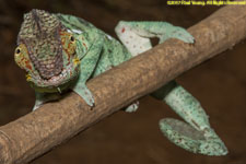 male chameleon